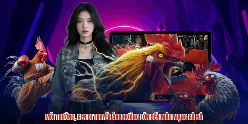 Môi trường, gen di truyền ảnh hưởng lớn đến màu mạng gà đá