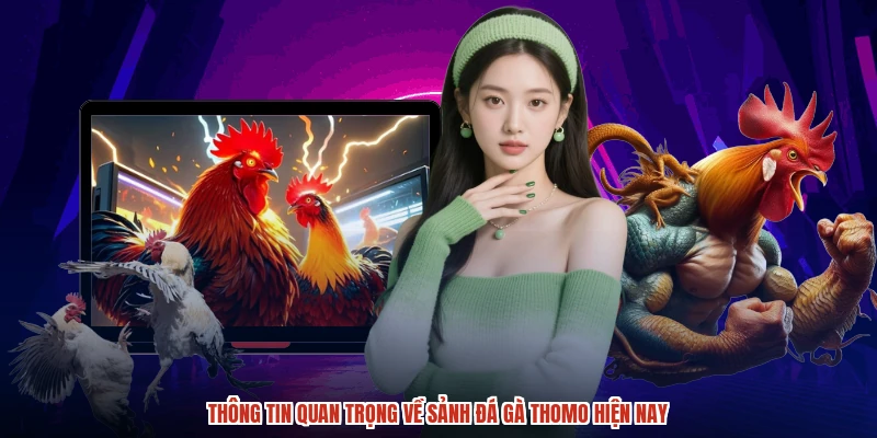 Thông tin quan trọng về sảnh đá gà thomo hiện nay