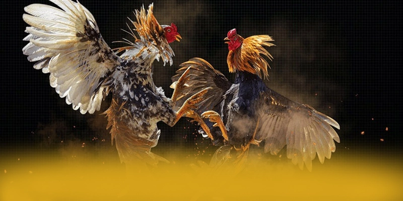 [THUONG_HIEU] - Cổng giải trí ổn định tại Việt Nam